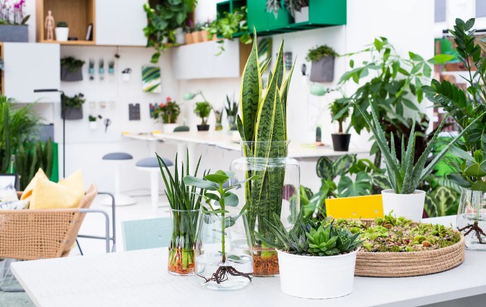 How to decorate office with plants